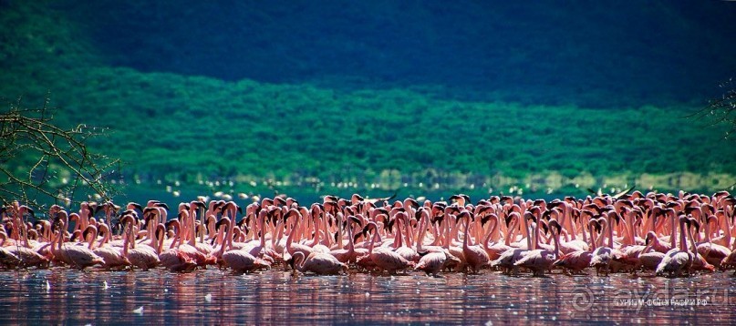 Кения озеро Богория