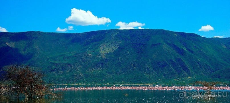 Кения озеро Богория