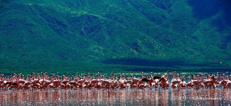 Кения озеро Богория