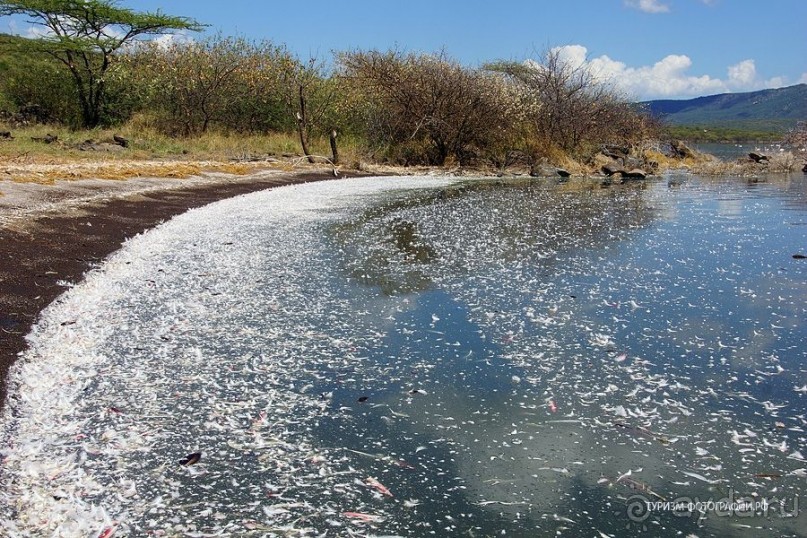 Кения озеро Богория