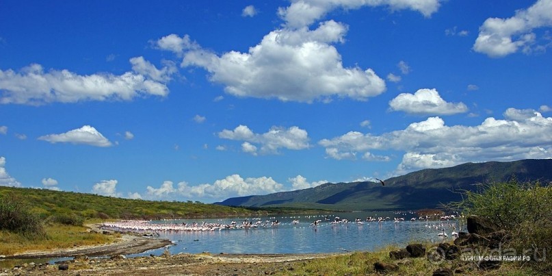 Кения озеро Богория