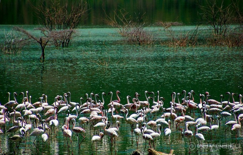 Кения озеро Богория