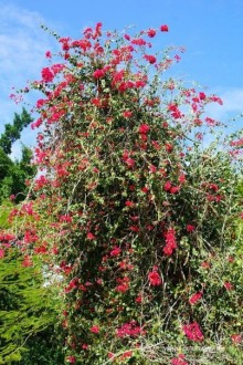 Мексика Вальядолид и Сенот Ик Киль