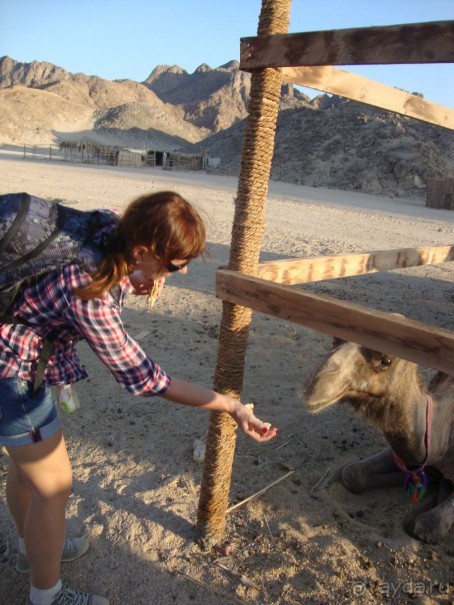 Хургада. Отель Аладдин - 4*.