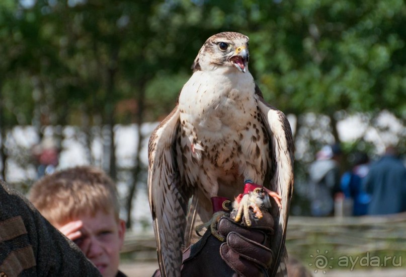 Поход в Данию с ребенком, палаткой и на самолете!