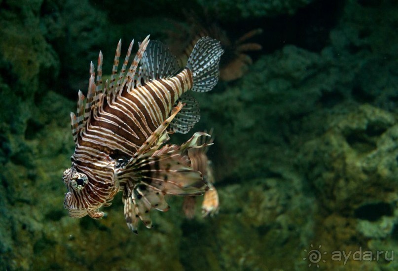 Поход в Данию с ребенком, палаткой и на самолете!