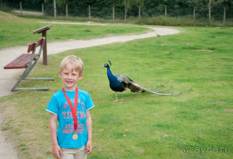 Поход в Данию с ребенком, палаткой и на самолете!