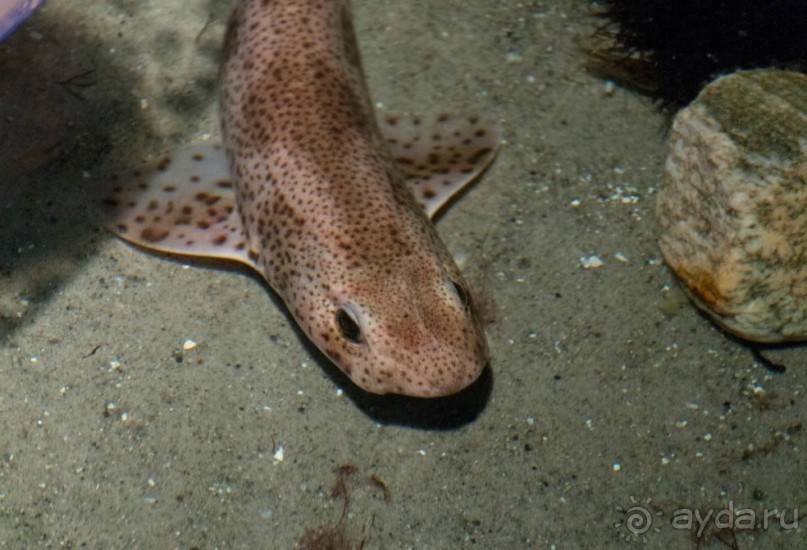 Поход в Данию с ребенком, палаткой и на самолете!