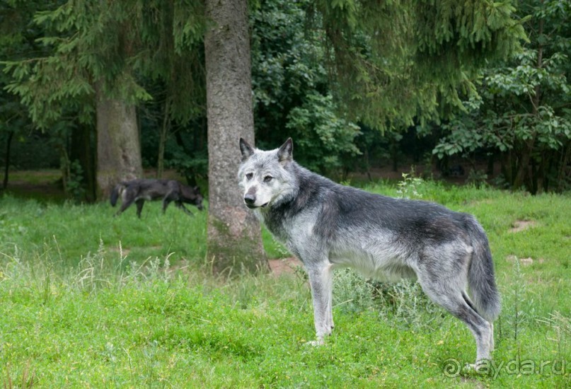 Поход в Данию с ребенком, палаткой и на самолете!