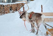 Чудесная сказка в Лапландии