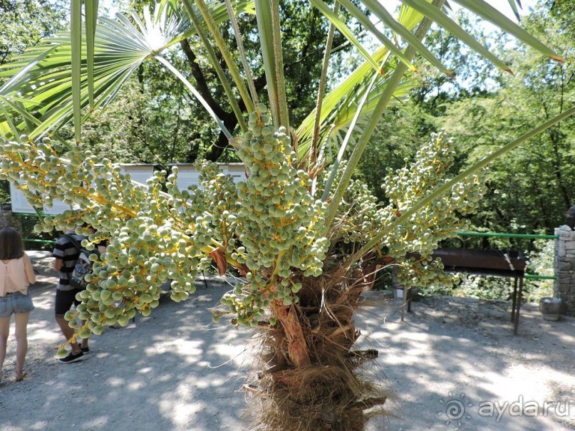 Авто путешествие по Абхазии. 2 часть общего путешествия.