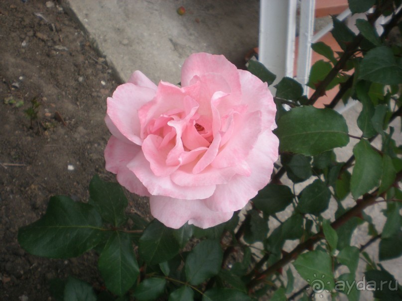 За такую цену вполне отлично!!!!