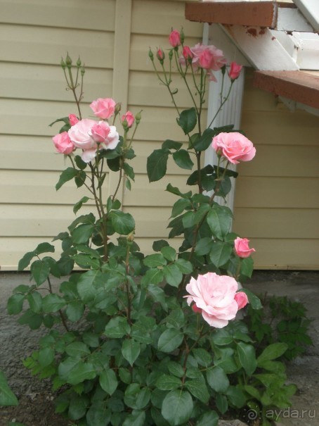 За такую цену вполне отлично!!!!