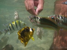 В Египте все спокойно!