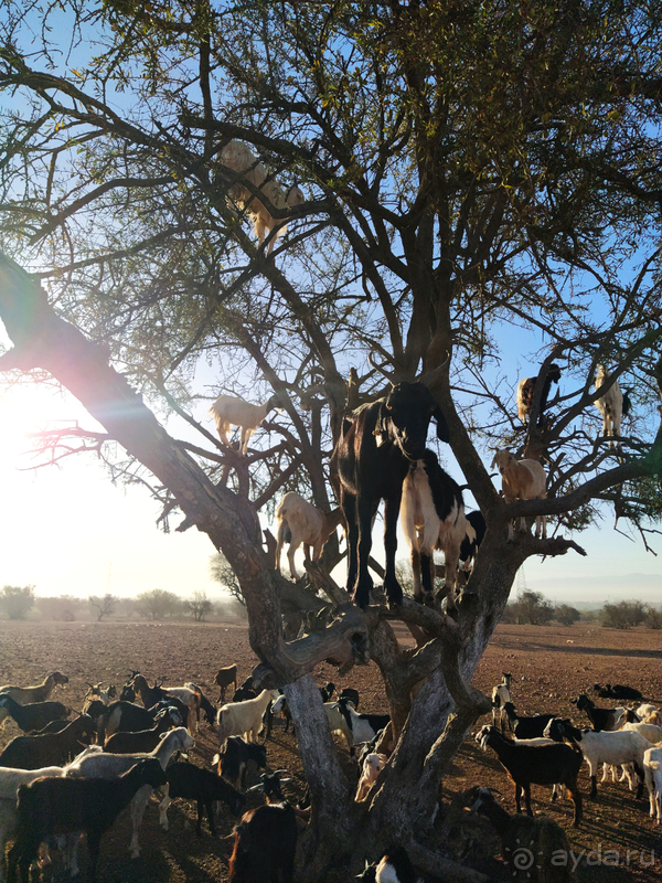 Марокко: западный Восток