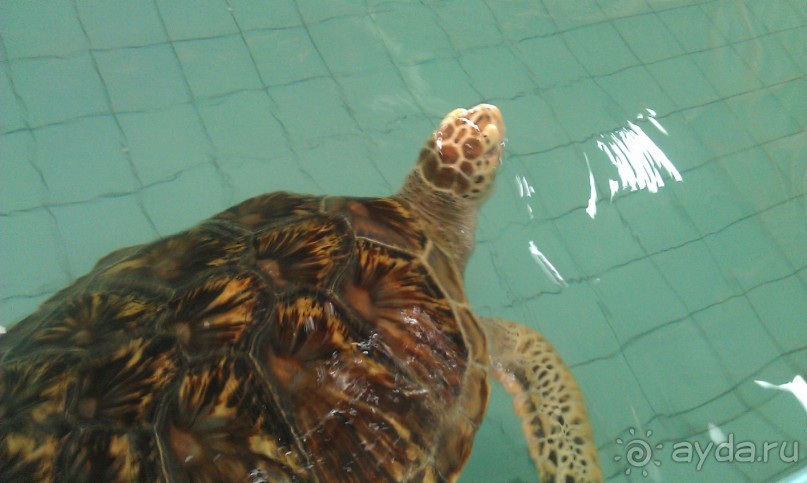 Остров и дом Солнца