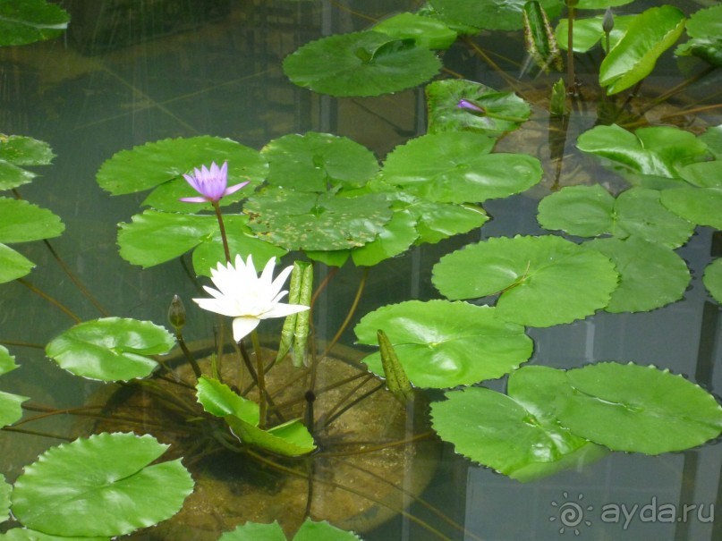 Остров и дом Солнца