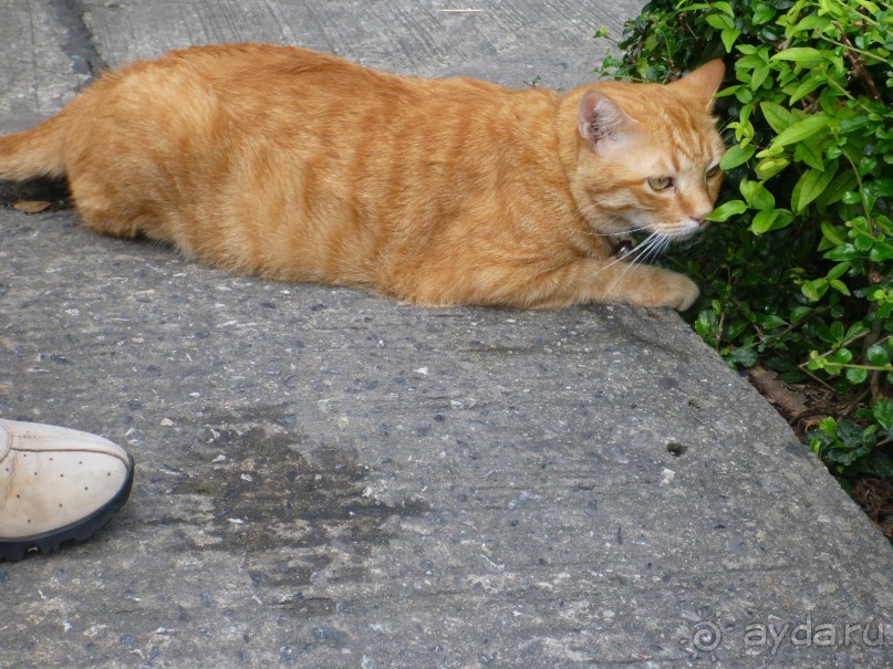 Остров и дом Солнца