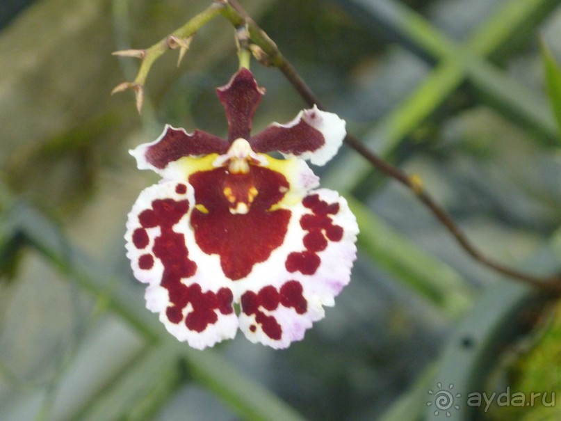 Остров и дом Солнца