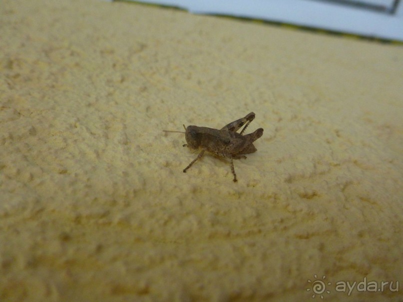 Под Чёрными горами