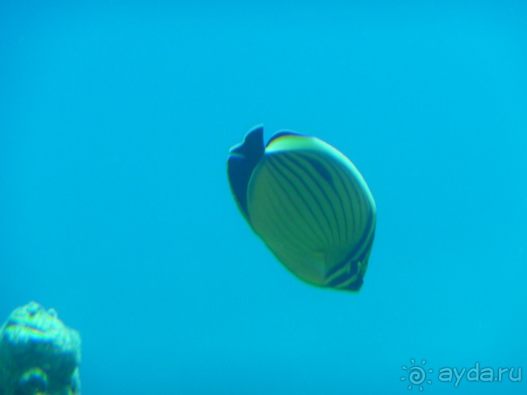 Ай гоу ту Хайфа*