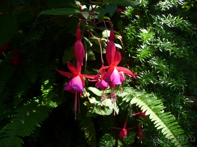 Немного испанского сюрреализма под сангрию