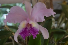 Альбом истории "Куба далеко, Куба рядом (из советской песенки)"