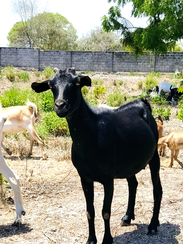 Море, пальмы, обезьяны... Занзибар.