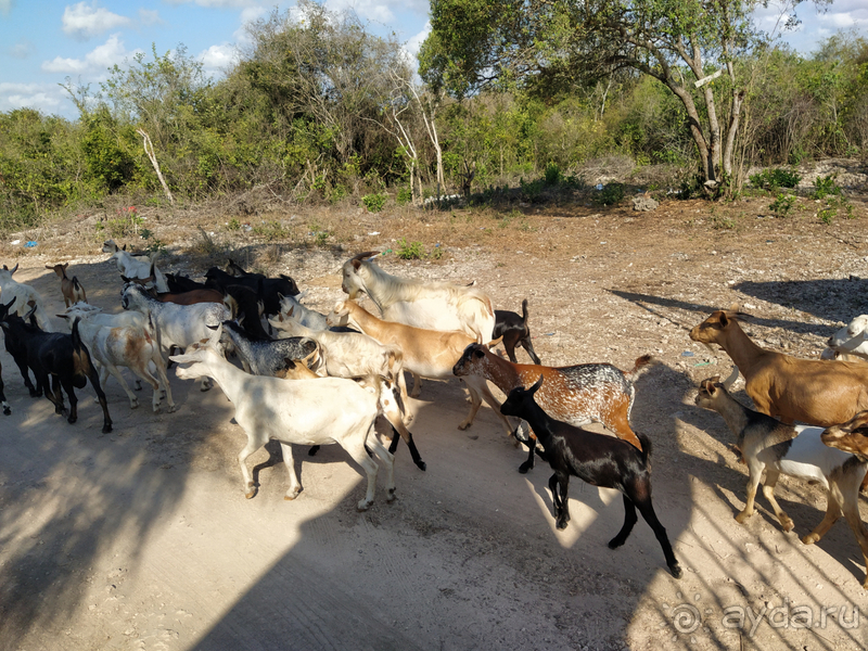 Море, пальмы, обезьяны... Занзибар.