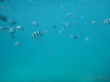 Море, пальмы, обезьяны... Занзибар.