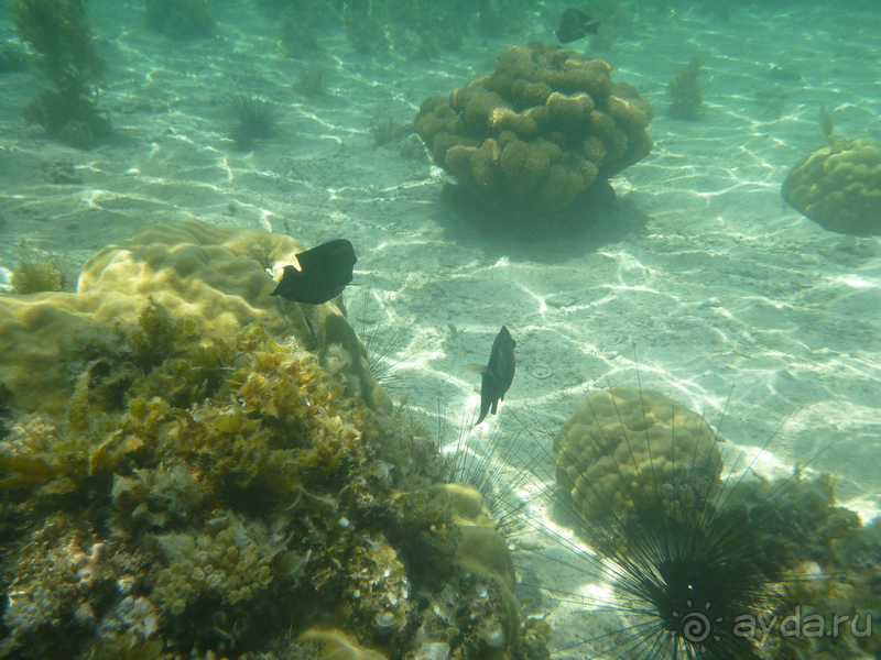 Море, пальмы, обезьяны... Занзибар.