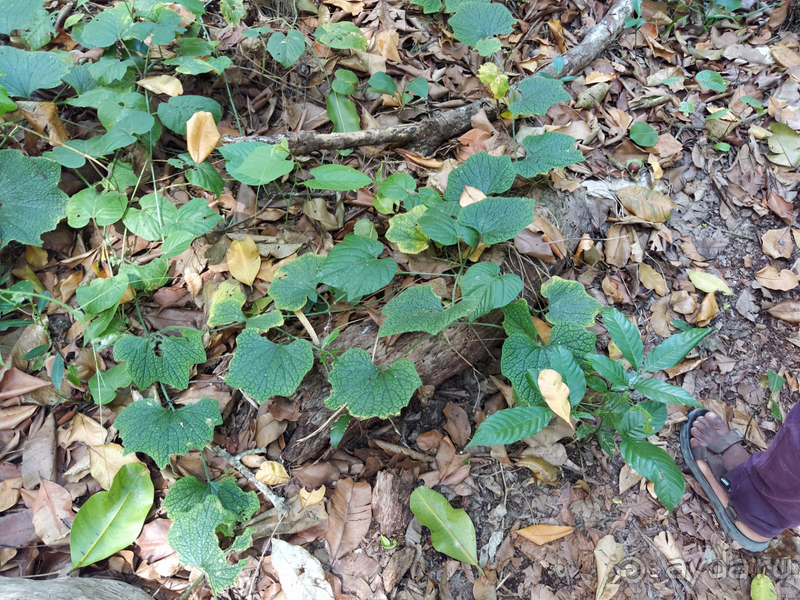 Море, пальмы, обезьяны... Занзибар.