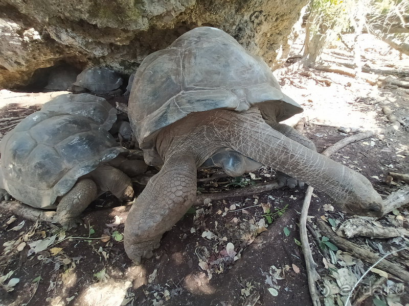 Море, пальмы, обезьяны... Занзибар.