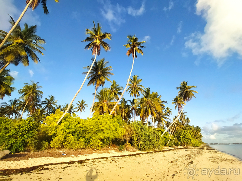 Море, пальмы, обезьяны... Занзибар.