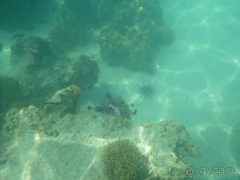 Море, пальмы, обезьяны... Занзибар.