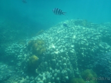 Море, пальмы, обезьяны... Занзибар.