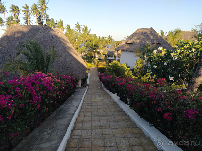 Море, пальмы, обезьяны... Занзибар.