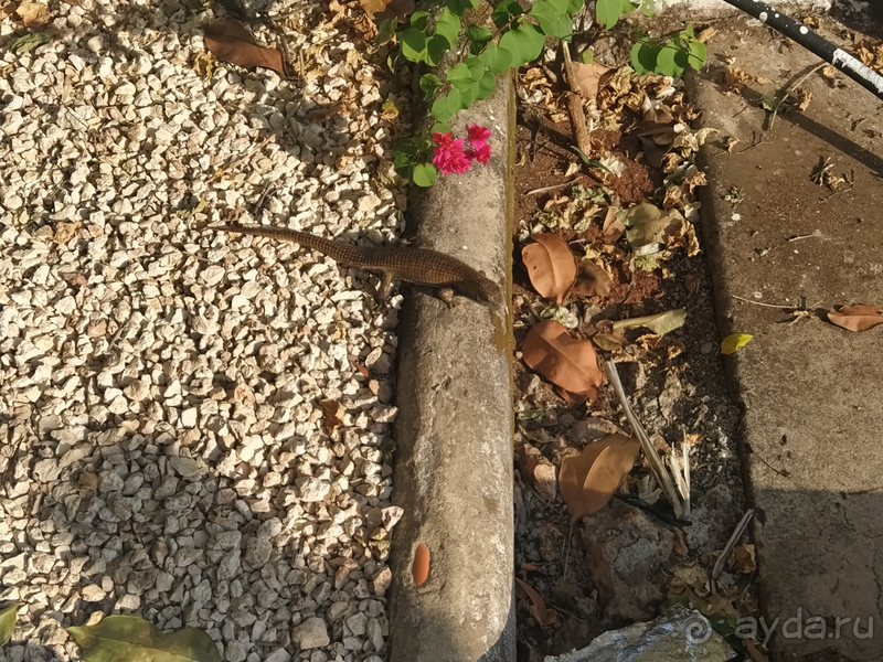 Море, пальмы, обезьяны... Занзибар.