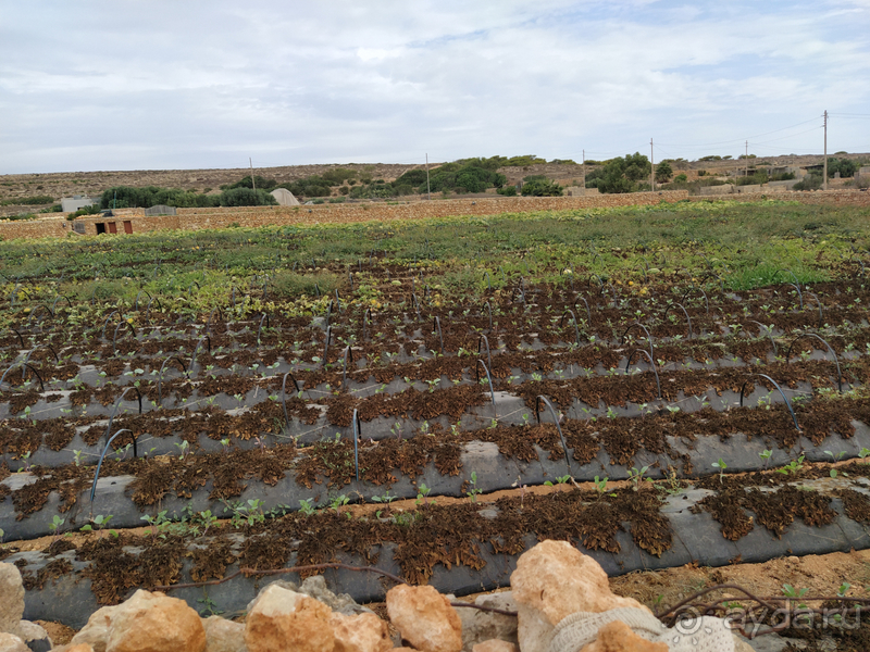 Мальта: маленькое окошко в железном занавесе карантина