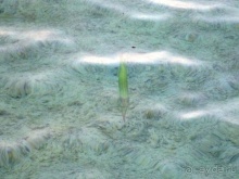 В чём египетская сила, брат?