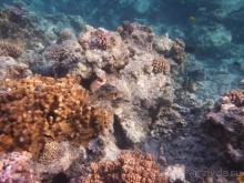 В чём египетская сила, брат?