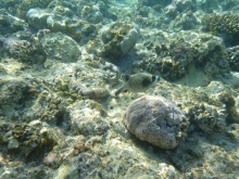 В чём египетская сила, брат?