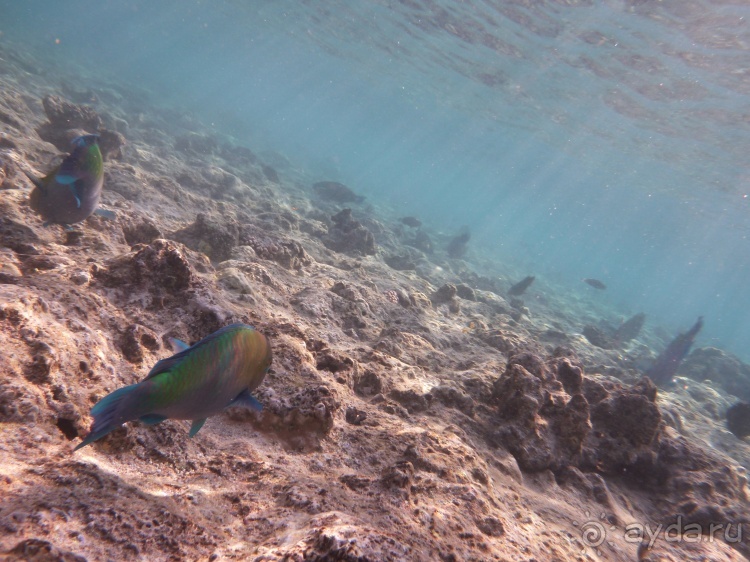 В чём египетская сила, брат?