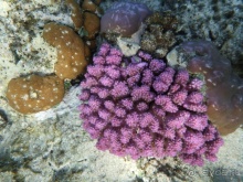 В чём египетская сила, брат?