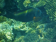 В чём египетская сила, брат?