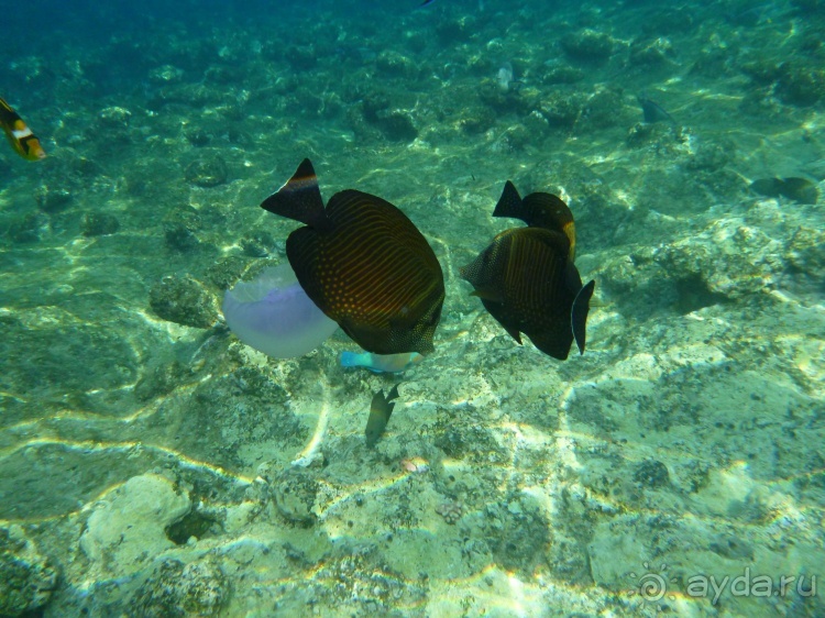 В чём египетская сила, брат?