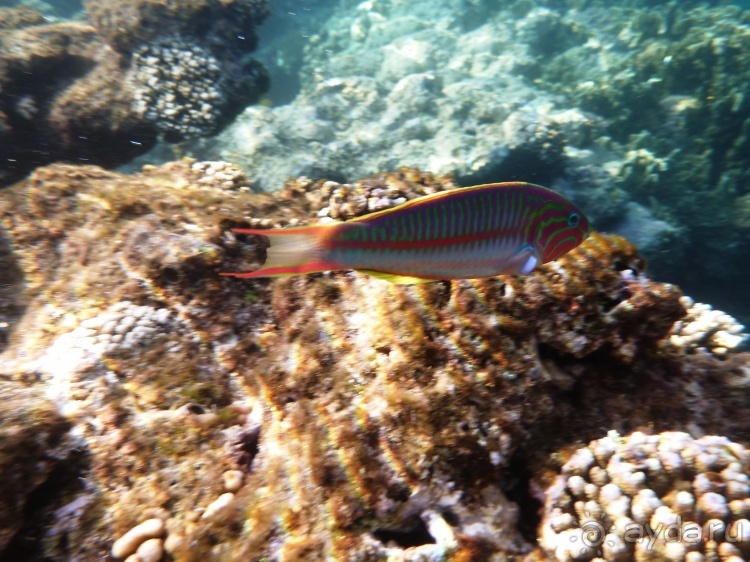 В чём египетская сила, брат?