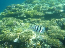 В чём египетская сила, брат?