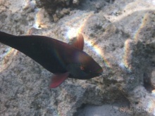 В чём египетская сила, брат?