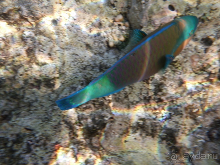 В чём египетская сила, брат?